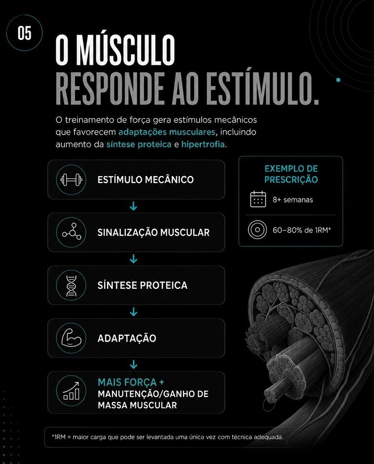 O músculo responde ao estímulo: estímulo mecânico, síntese proteica e adaptação